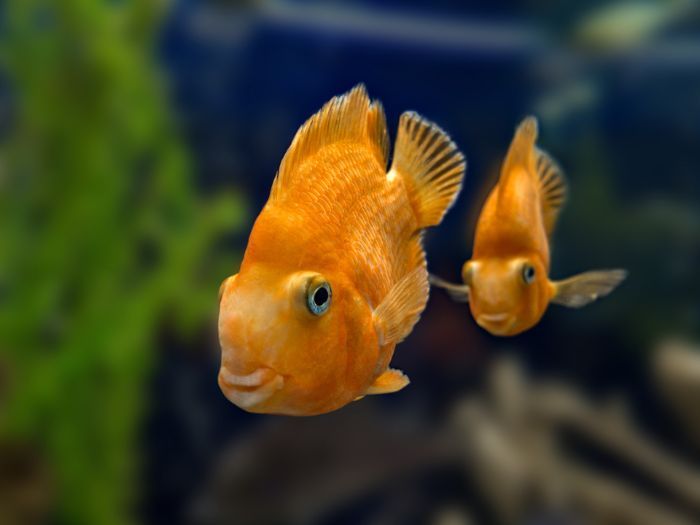 養出好的魚缸風水：擺放位置、形狀大小、魚隻數量種類、生肖對應一次看懂